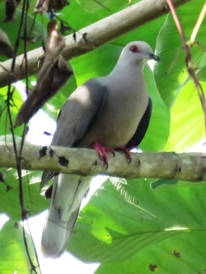 Ring-tailed Pigeon 