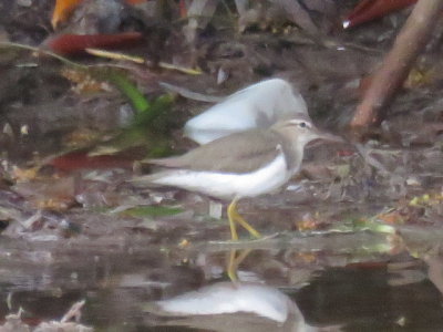 Spotted Sandpiper (winter)