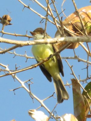 Estate House birds - Sad Flycatcher