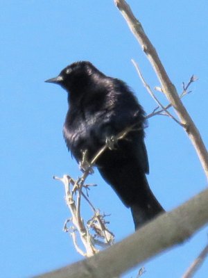 Estate House birds - Shiny Cowbird