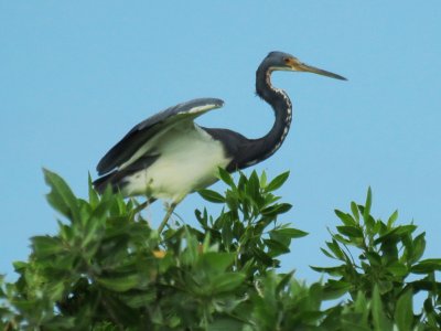 Tricolored Heron