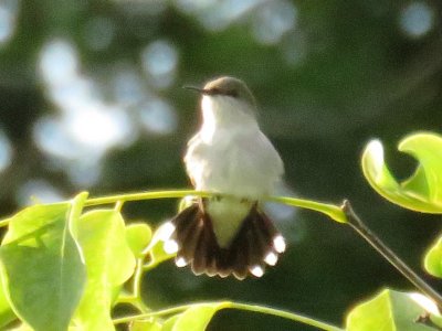 Estate House birds - Vervain Hummingbird