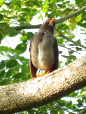 Estate House birds - White-chinned Thrush