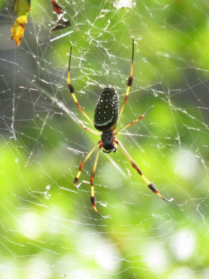 Banana spider at the Farm