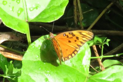 Butterfly at the Farm