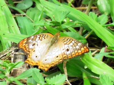 Fritillary in the garden