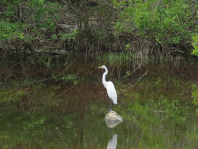 Great Egret in mangrove swamp