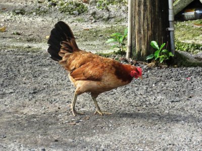 hen