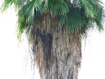 palm with swifts