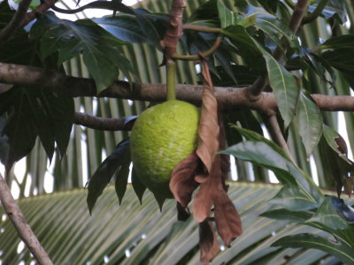 Breadfruit