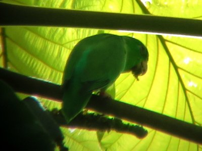 Green-rumped Parrotlet (digiscoped)