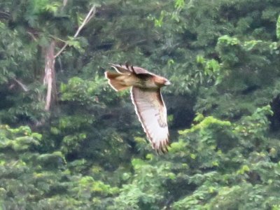 Red-tailed Hawk