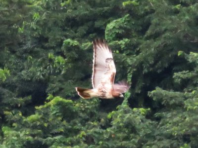 Red-tailed Hawk