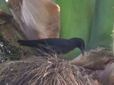 Estate House birds - Jamaican Crow