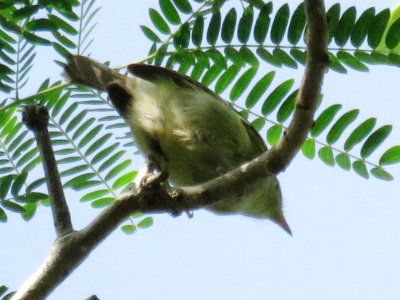 Jamaican Vireo