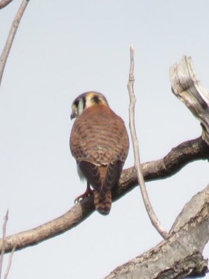 kestrel (female)