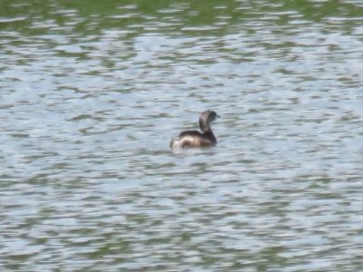 Pied-billed Grebe