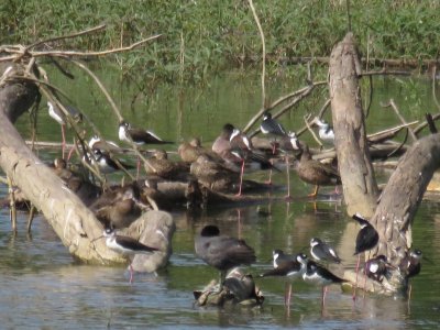 Reservoir birds