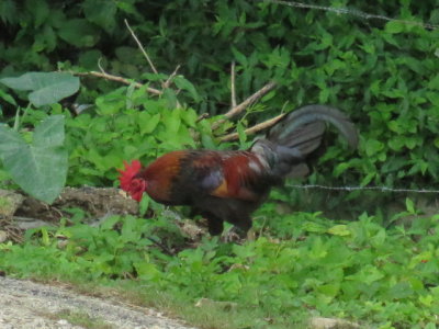 rooster