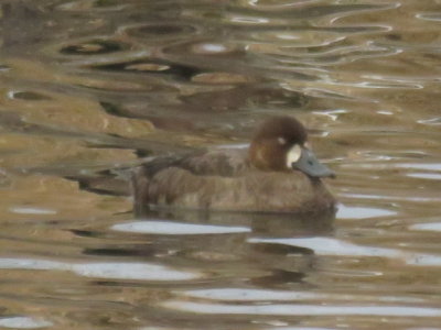Greater Scaup SY female (first cycle)