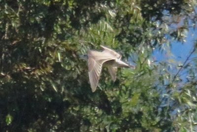 Mystery gull 02082015 Lindo Lake CA NK 18.JPG