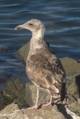 Western Gull (late 1st cycle)