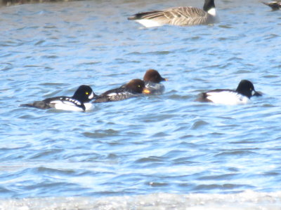 Barrow's Goldeneye pair (left) with Common Goldeneye pair (right)