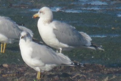 California Gull and Ring-billed Gull