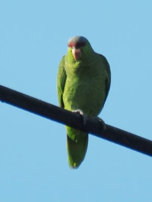 Lilac-crowned Parrot