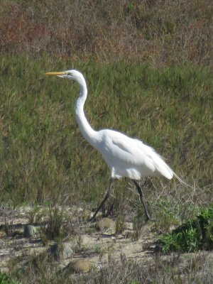 Great Egret