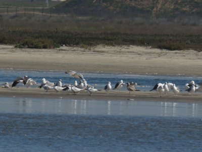 Tijuana River mouth