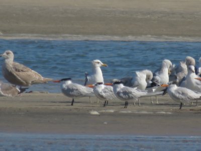 IMG_2343.JPG