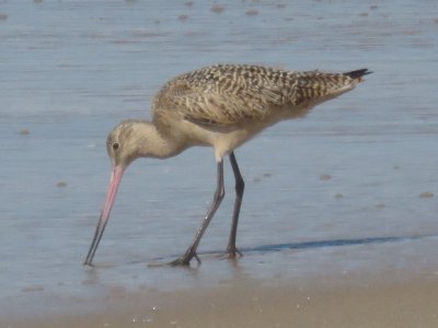 Marbled Godwit