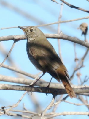 Hermit Thrush