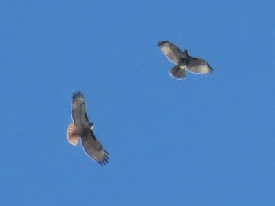 Red-tailed Hawk