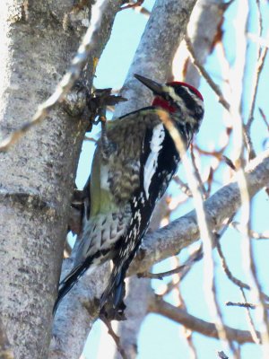 Red-naped Sapsucker (adult male)