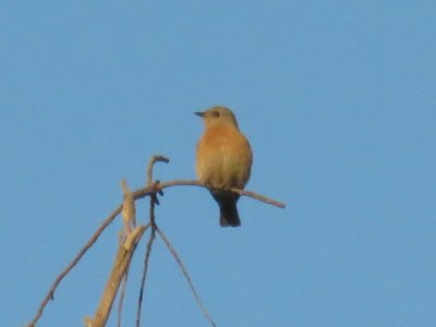 Western Bluebird (female)