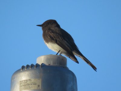 Black Phoebe