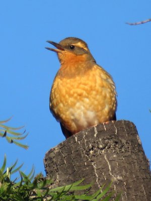 Varied Thrush (female)