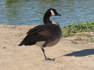 Canada Goose