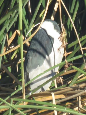 Black-crowned Night-Heron