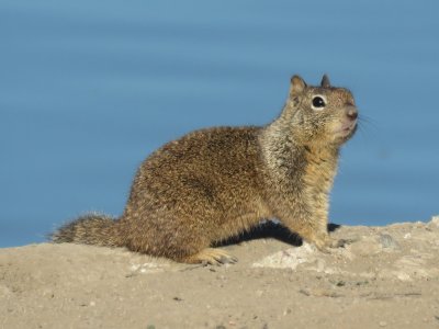 California Ground-Squirrel (California)