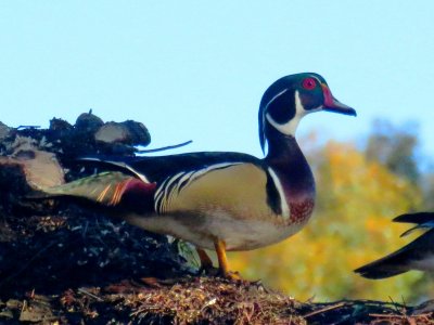 Wood Duck (drake)