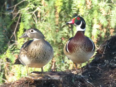 Wood Duck pair