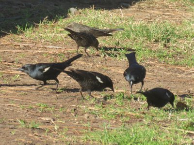 Tricolored Blackbirds