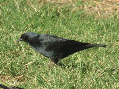 Tricolored Blackbird (basic male)