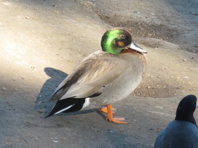 Hybrid duck