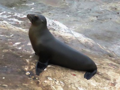 California Sea Lion
