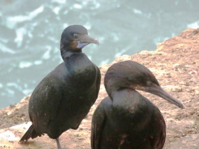 Brandt's Cormorant (adult pair)