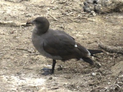 Heermann's Gull (2nd cycle)